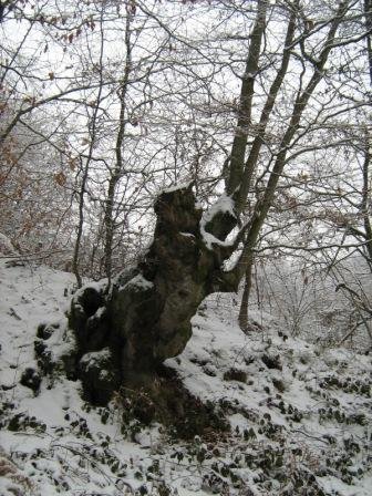 21537-IMG_0515.jpg, 54 KB