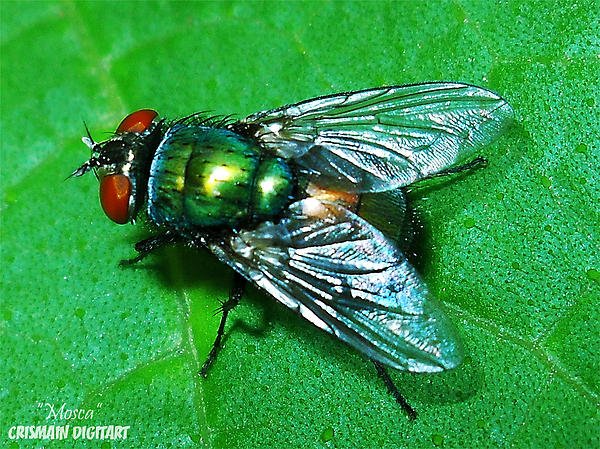 muha zumzara.jpg, 169 KB